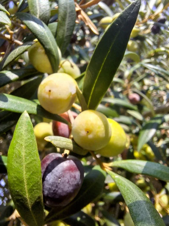 OLIVES